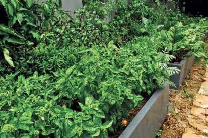 Raised Garden Bed Materials Image